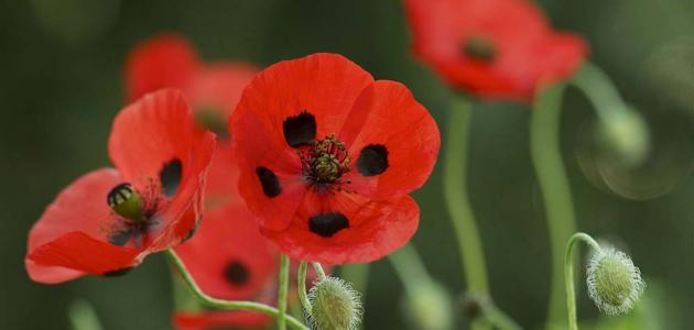 ثمرات الحياء ثمرات الحياء