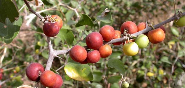 ثمرة السدر ثمرة السدر