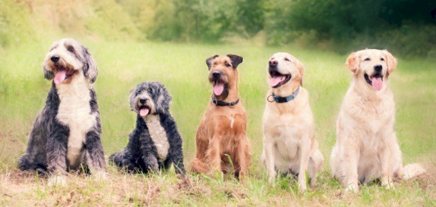 جميع أنواع الكلاب