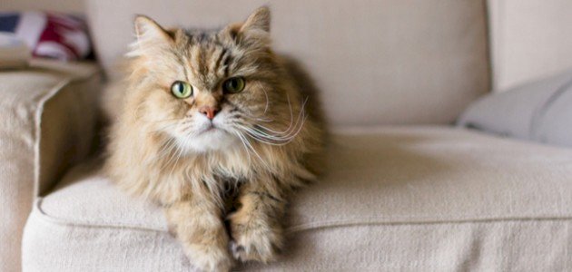 حركات القطط ومعانيها حركات القطط ومعانيها