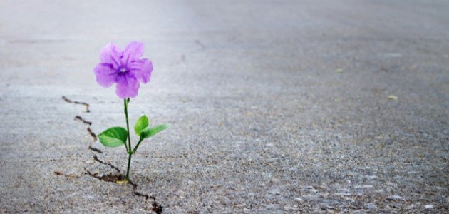 حكمة عن الأمل حكمة عن الأمل