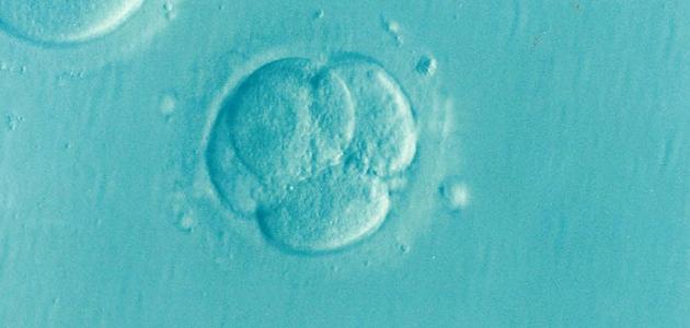 حكم أطفال الأنابيب حكم أطفال الأنابيب