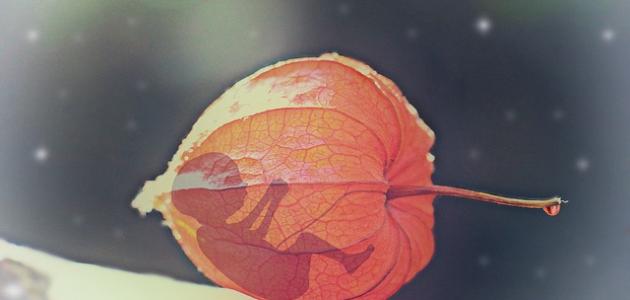 حكم الإجهاض حكم الإجهاض