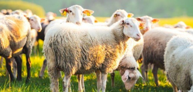 حكم تجزئة الأضحية عن العقيقة حكم تجزئة الأضحية عن العقيقة