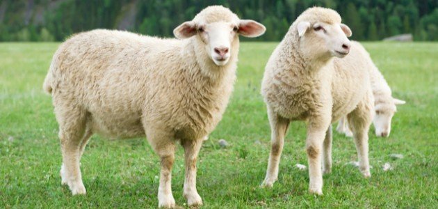 حكم ترك الأضحية مع القدرة حكم ترك الأضحية مع القدرة