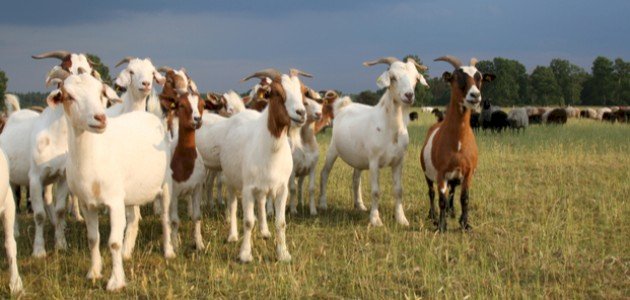 حكم ذبح الأضحية في الليل حكم ذبح الأضحية في الليل