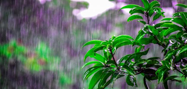 حكم عن المطر حكم عن المطر