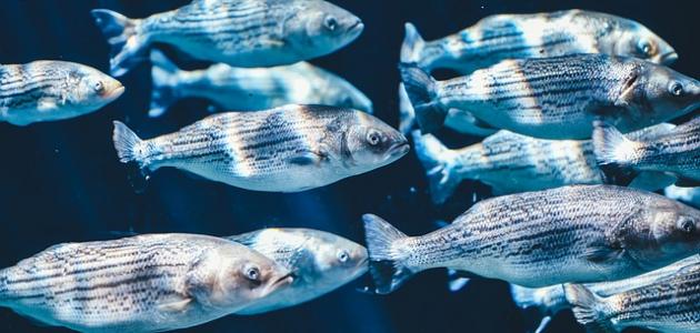 حلم السمك حلم السمك