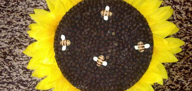 حلى دوار الشمس حلى دوار الشمس