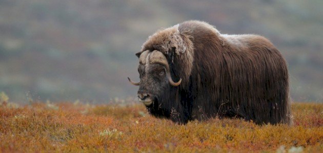 حيوانات يستخرج منها أنواع المسك حيوانات يستخرج منها أنواع المسك