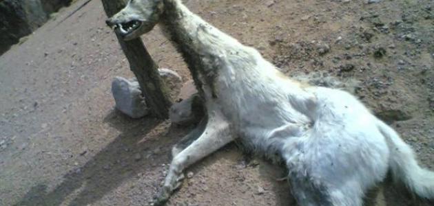 حيوان الشيب