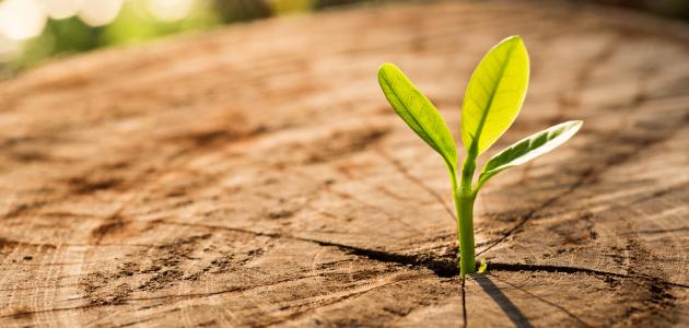 حِكَم عن الحياة والأمل