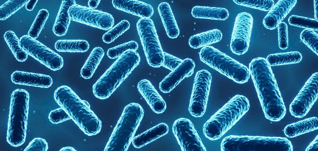 خصائص البكتيريا