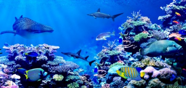 خصائص البيئة البحرية خصائص البيئة البحرية