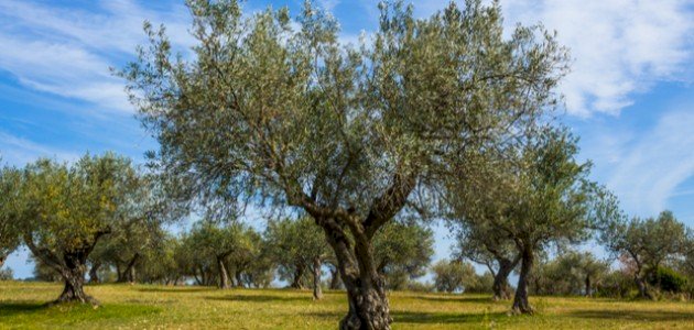 خصائص شجرة الزيتون