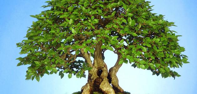 خواص النبات خواص النبات