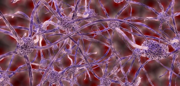 دورة الخلية دورة الخلية