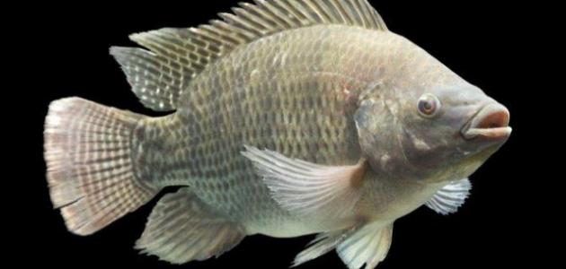 ذاكرة السمك