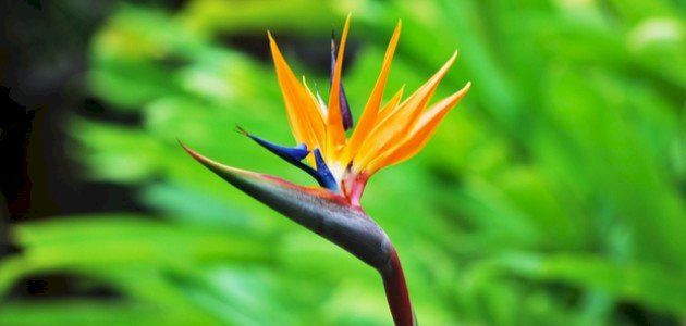 زهرة عصفور الجنة زهرة عصفور الجنة