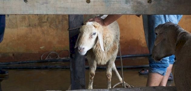 سنن عيد الأضحى للمضحي