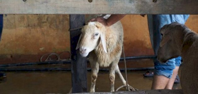 سنن عيد الأضحى للمُضحّي