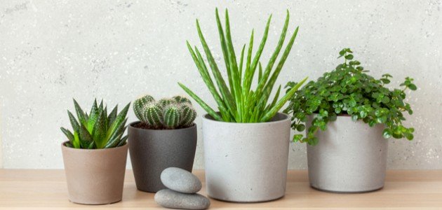 شرح أجزاء النبات ووظائفها للأطفال شرح أجزاء النبات ووظائفها للأطفال