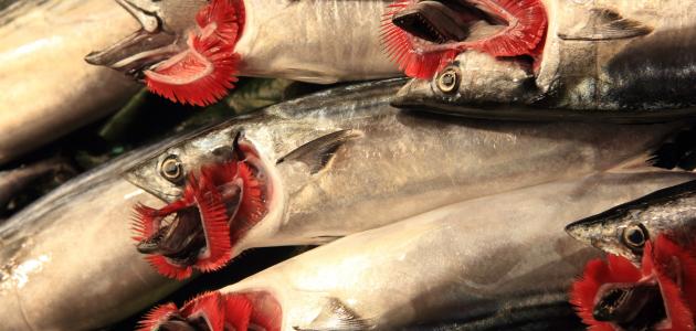 شرح الغلاصم عند الأسماك شرح الغلاصم عند الأسماك