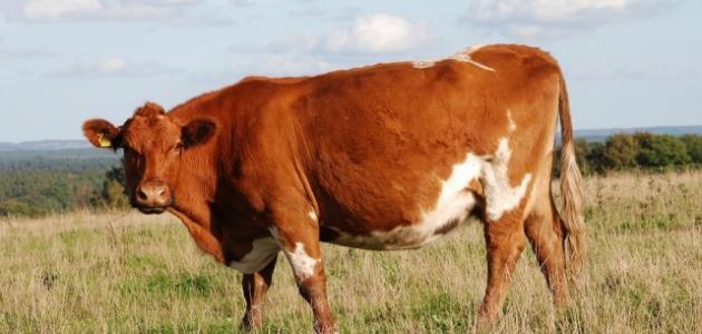 شروط الأضحية من البقر شروط الأضحية من البقر