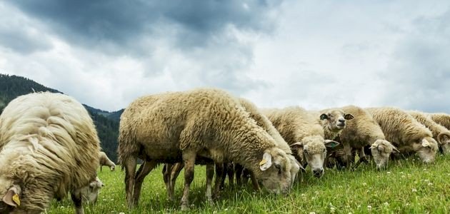 شروط الهدي شروط الهدي