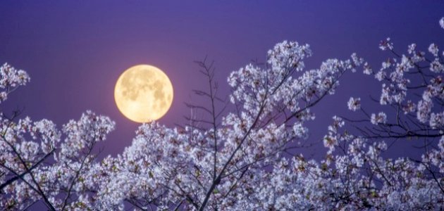 شعر عن البدر شعر عن البدر