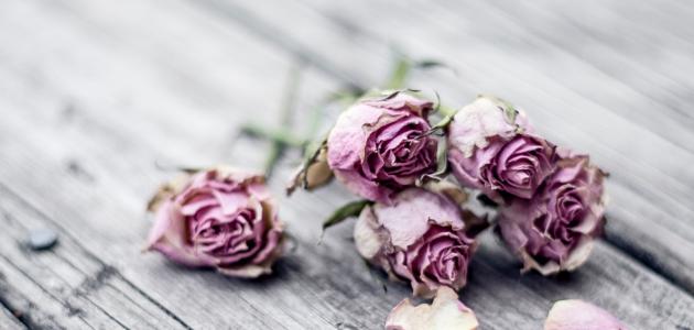 شعر عن فراق الحبيب