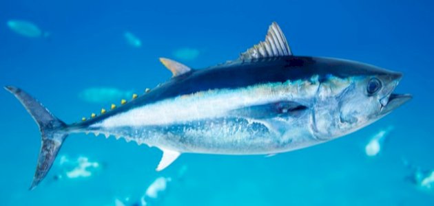 شكل سمك التونة