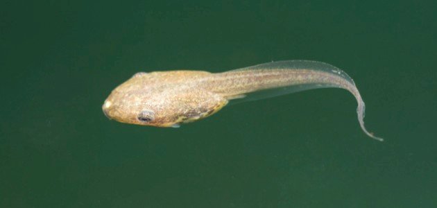 صغير الضفدع صغير الضفدع