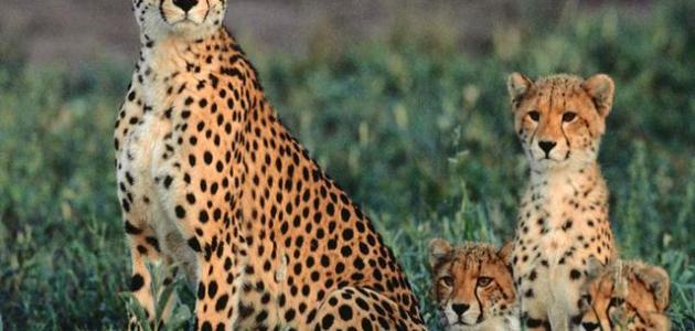 صغير الفهد صغير الفهد