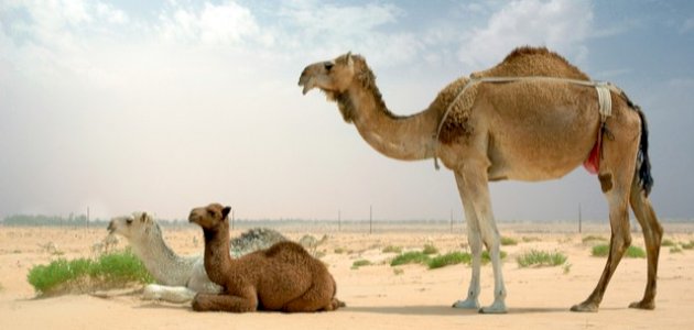 صغير الناقة صغير الناقة