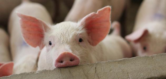 صفات الخنزير صفات الخنزير