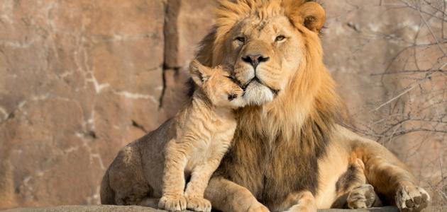 صفات حيوان الأسد صفات حيوان الأسد