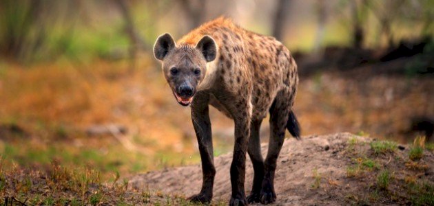 صوت الضبع صوت الضبع