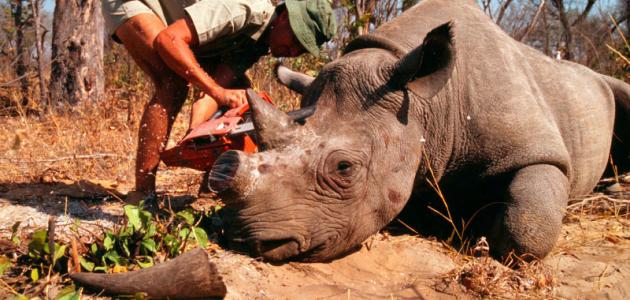 صيد الحيوانات البرية صيد الحيوانات البرية