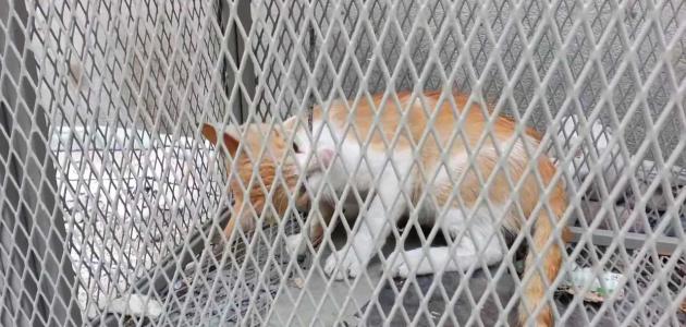 صيد القطط صيد القطط