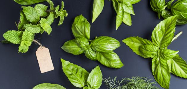 طرق القضاء على البق بالأعشاب طرق القضاء على البق بالأعشاب