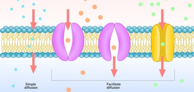 طرق النقل في الخلية