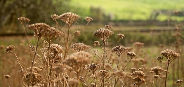طرق تجفيف النباتات طرق تجفيف النباتات
