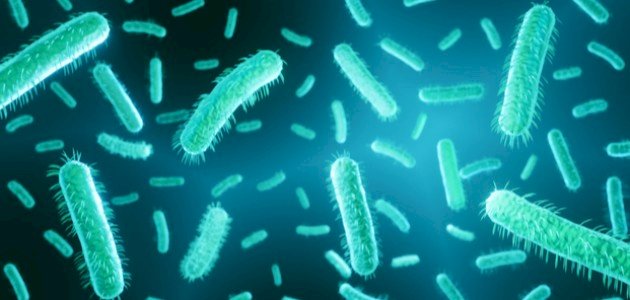 طرق تكاثر البكتيريا