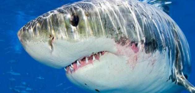 طرق تكاثر سمك القرش