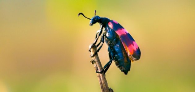 طرق حصول بعض الحشرات على غذائها طرق حصول بعض الحشرات على غذائها