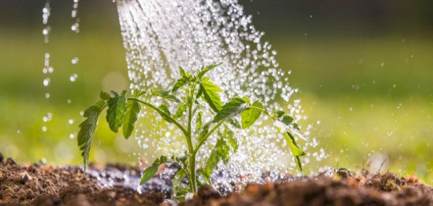 طرق ري النباتات طرق ري النباتات