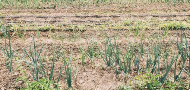 طرق زراعة البصل طرق زراعة البصل