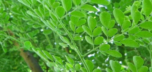 طرق زراعة شجرة المورينجا طرق زراعة شجرة المورينجا