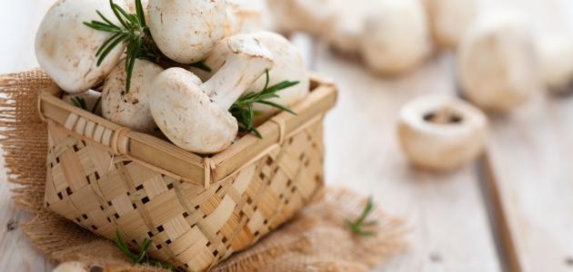 طرق عمل عيش الغراب